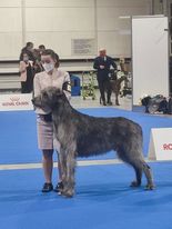 ArioninBudapest28. 12.2021in Grand Prix Winner show he got Excellent 2, Res CAC